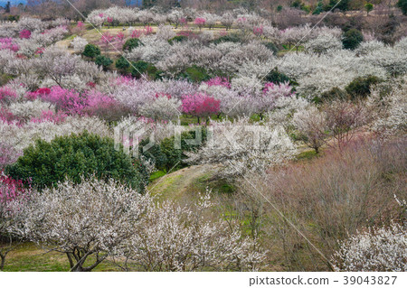 Ume Susono Ume Susono 39043827