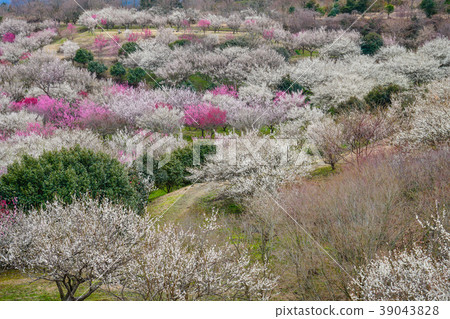 Ume Susono Ume Susono 39043828