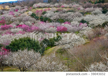 Ume Susono Ume Susono 39043832