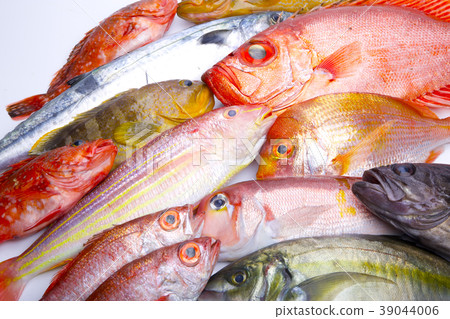 什錦魚 什錦魚 39044006