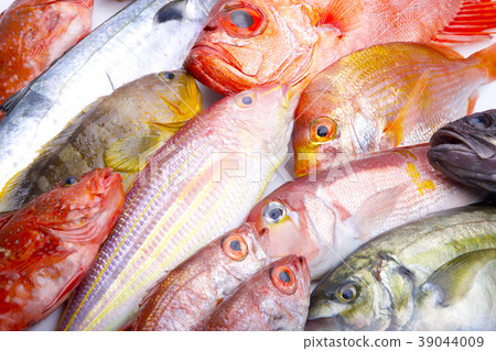 什錦魚 什錦魚 39044009