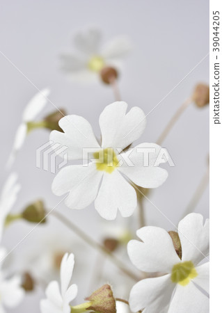報春花 報春花 39044205