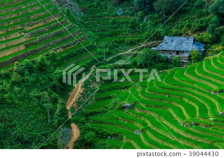 露台的米領域在越南 露台的米領域在越南 39044430
