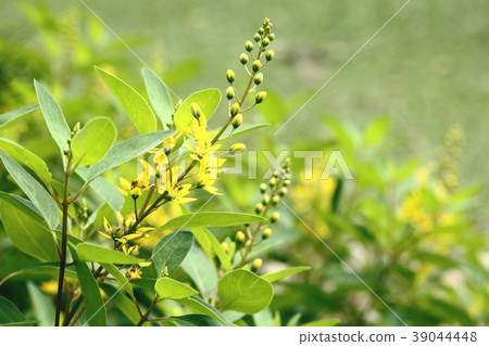 Galphimia, Gold Shower flowers 39044448