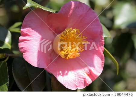 Camellia (red sweet potato) Camellia (red sweet potato) 39044476