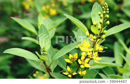 Galphimia, Gold Shower flowers 39044487