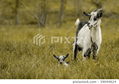 goat kid green grass pasture White black 39044624