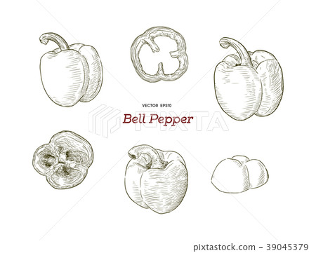 Pepper hand drawn vector set. 39045379