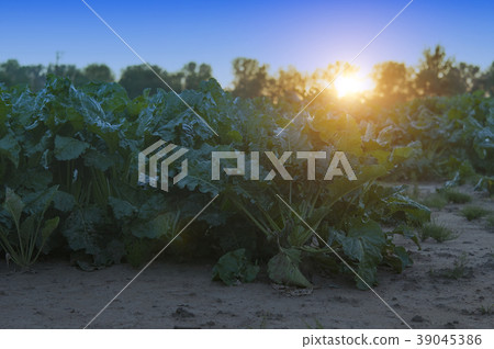 sugar beet 39045386