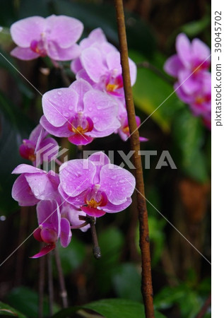 西部運行 西部運行 39045702