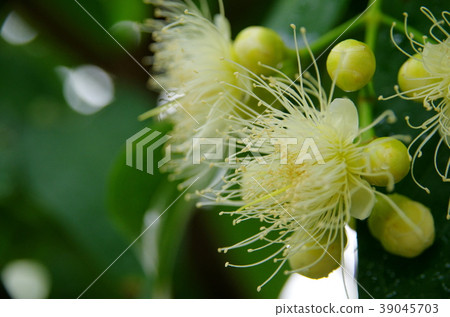 倫勃的花朵 39045703