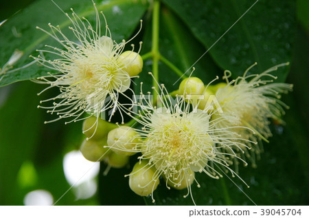 倫勃的花朵 倫勃的花朵 39045704