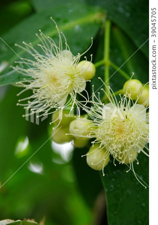 倫勃的花朵 39045705