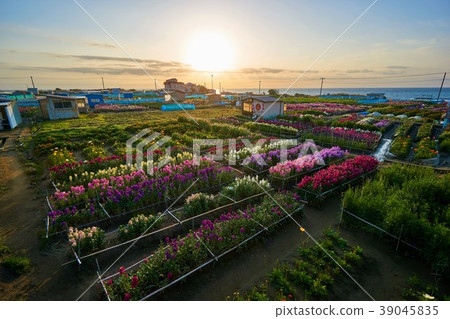 千葉縣Shiramatsu Flower Field Asahi 千葉縣Shiramatsu Flower Field Asahi 39045835