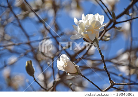 Sidekobushi（四手辣） 39046802