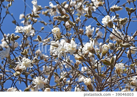 Sidekobushi (four hands spicy) 39046803