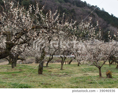 Ogosei梅花林 Ogosei梅花林 39046936