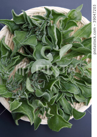 Ice plant Ice plant 39047203