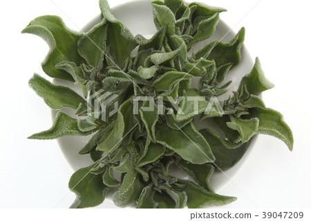 Ice plant Ice plant 39047209