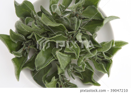 Ice plant 39047210