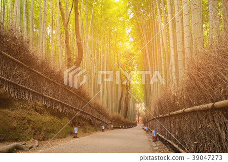 Green bamboo fence (Bamboo forest) Green bamboo fence (Bamboo forest) 39047273