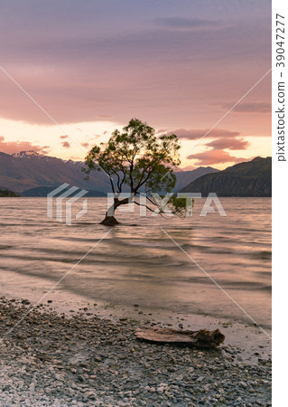 Alone tree over water lake during sunset Alone tree over water lake during sunset 39047277