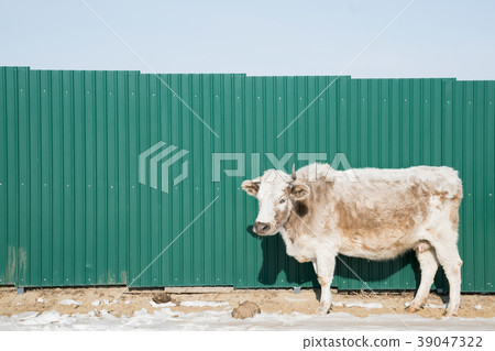 Angus cow stand over green wall 39047322