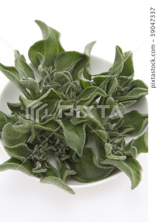 Ice plant Ice plant 39047337