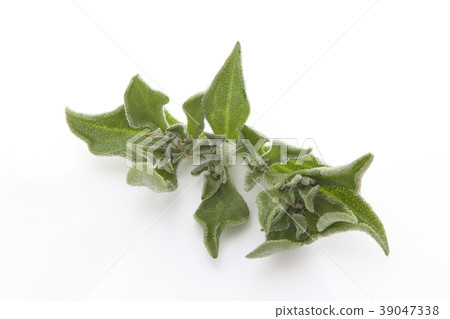 Ice plant Ice plant 39047338