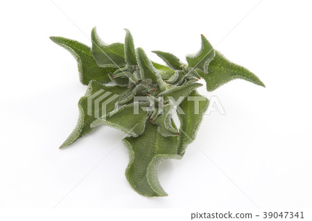 Ice plant 39047341