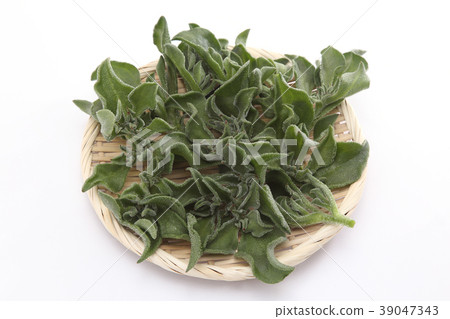 Ice plant Ice plant 39047343