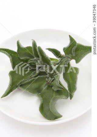 Ice plant Ice plant 39047346