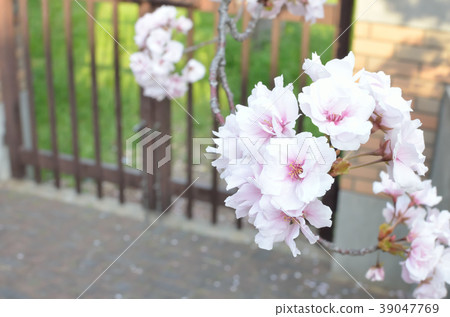 Double cherry blossoms Double cherry blossoms 39047769