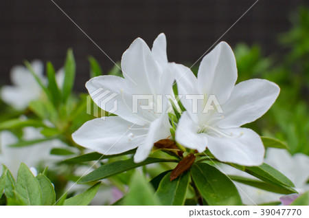 平戶杜鵑花 平戶杜鵑花 39047770