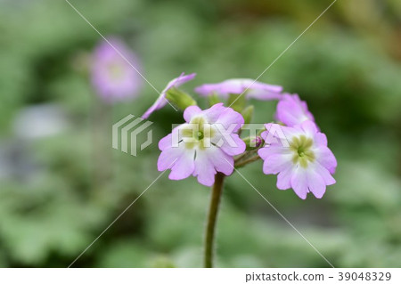 Unnamed rice cake 39048329