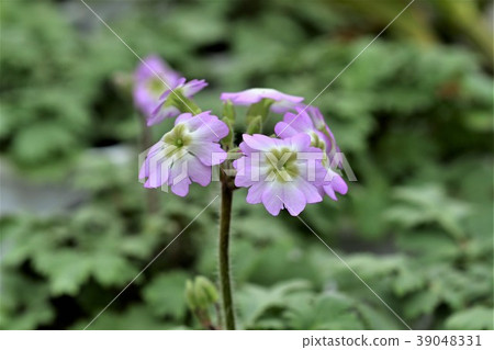 Unnamed rice cake 39048331