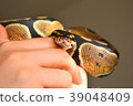 球Python 39048409