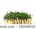 Close up of fresh cuckooflower bunch. 39048650