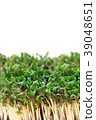Close up of fresh cuckooflower background. 39048651
