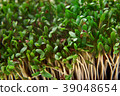 Fresh Cuckooflower plain easter background 39048654