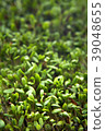 Fresh Cuckooflower plain easter background 39048655