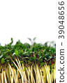 Fresh Cuckooflower plain easter background 39048656