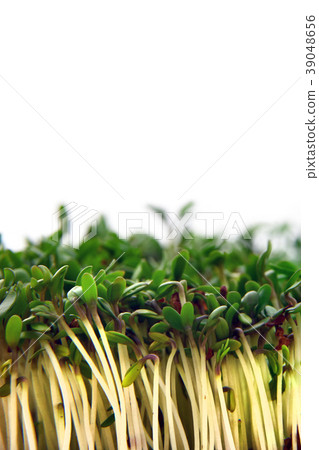 Fresh Cuckooflower plain easter background 39048656