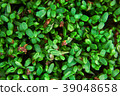 Fresh Cuckooflower plain easter background 39048658