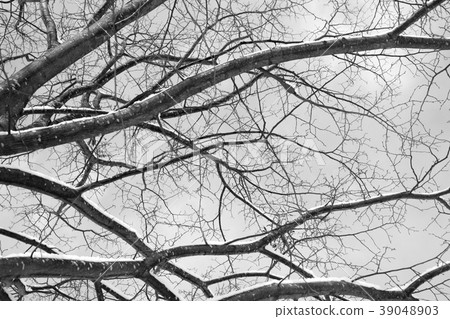 Monochrome photo of a winter tree with snow on its branches Monochrome photo of a winter tree with snow on its branches 39048903