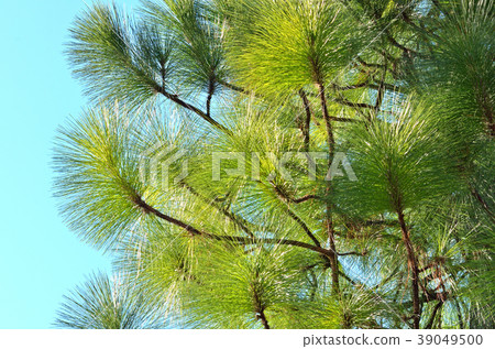 Tree: Rutaceae Pinaceae Tree: Rutaceae Pinaceae 39049500