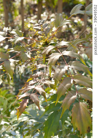 Tree: Mahonia japonica, Berberidaceae Tree: Mahonia japonica, Berberidaceae 39049502