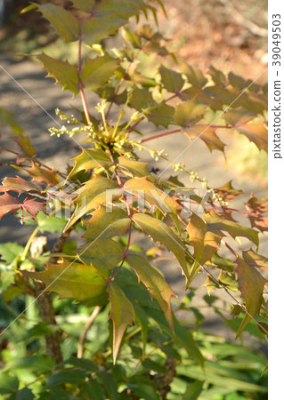 樹：十大功勞，小蘗科 39049503