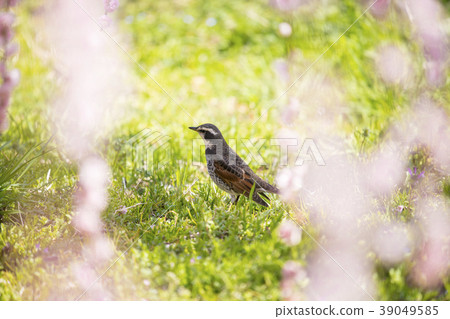 Bairin and thrush 39049585