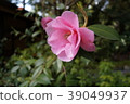 花 39049937